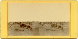 CG061.jpg