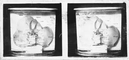 VitroPlaque9004.jpg