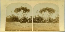 Mag3048.jpg