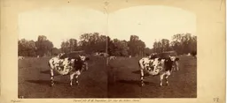 DUP0168.jpg